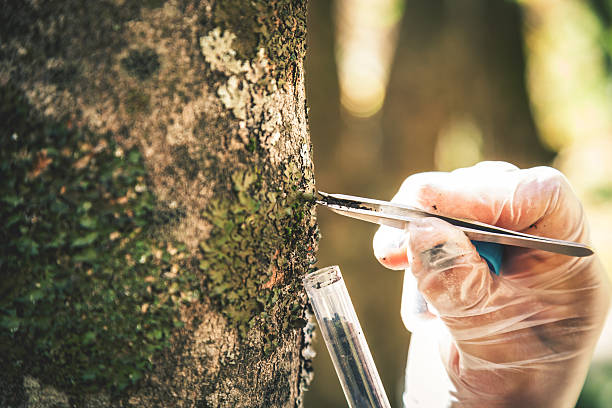 Researcher in the forest