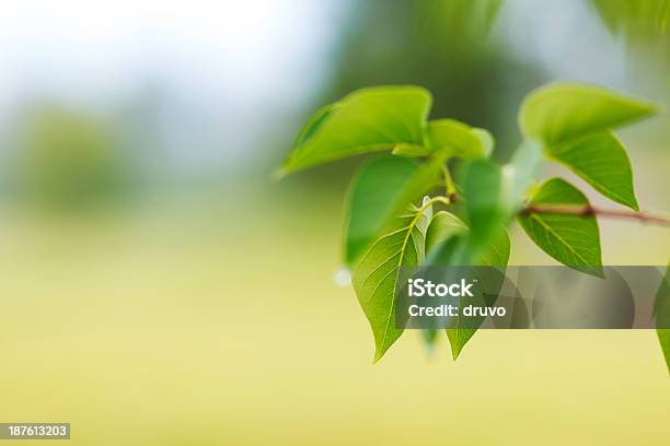 Closeup Of Fresh Green Лифс — стоковые фотографии и другие картинки Без людей - Без людей, В стиле минимализма, Весна