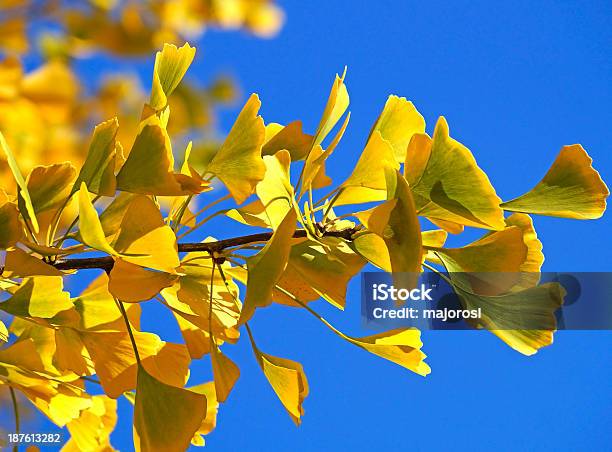 Gingo Folhas - Fotografias de stock e mais imagens de Amarelo - Amarelo, Ao Ar Livre, Azul