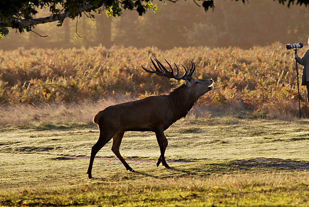 istock Stag bellowing as photographer stands by 187613306