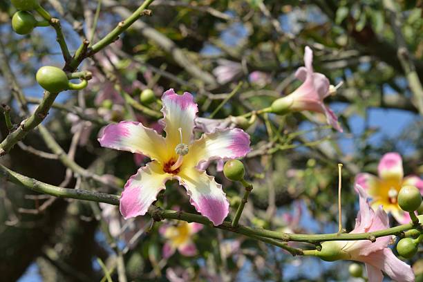 istock Chorisia speciosa flower 187613361