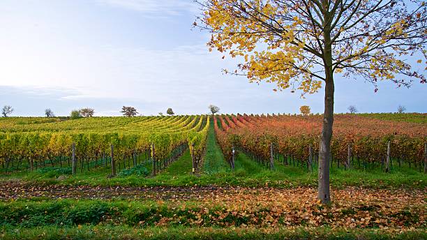 istock panorama of autumn colored vineyard 187613464