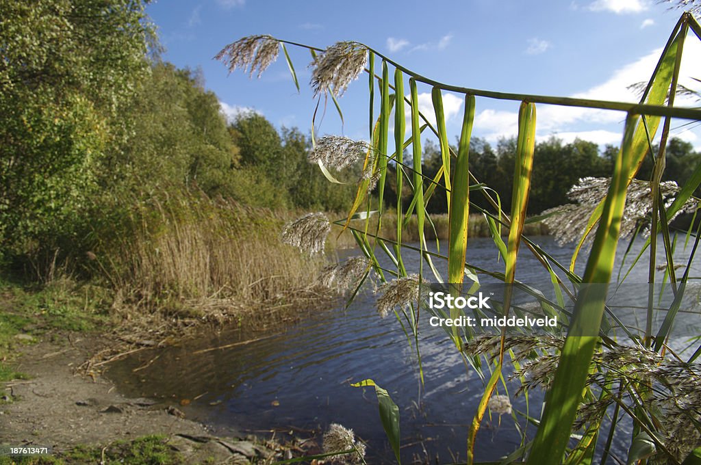 Nahe dem See im Herbst - Lizenzfrei Baum Stock-Foto