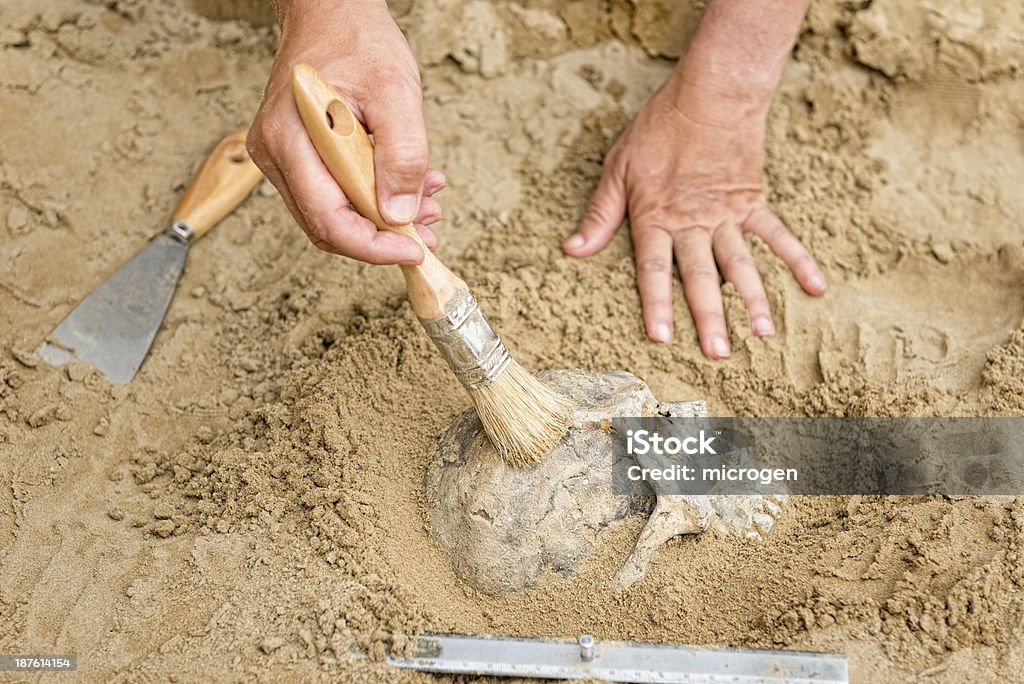 Anthropology Anthropology - hands of an anthropologist revealing human skull from dirt Archaeology Stock Photo