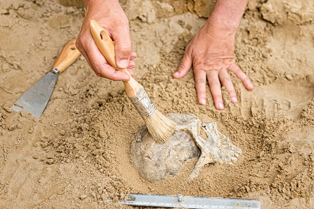 Anthropology Anthropology - hands of an anthropologist revealing human skull from dirt fossil stock pictures, royalty-free photos & images