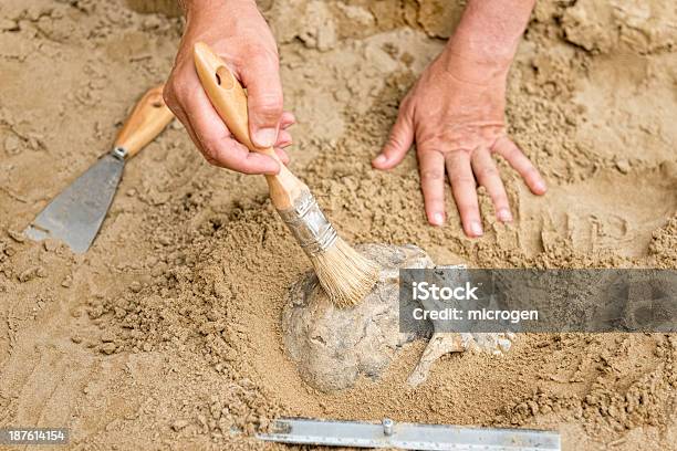 Anthropology Stock Photo - Download Image Now - Archaeology, Archaeologist, Fossil