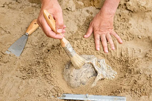 Anthropology - hands of an anthropologist revealing human skull from dirt