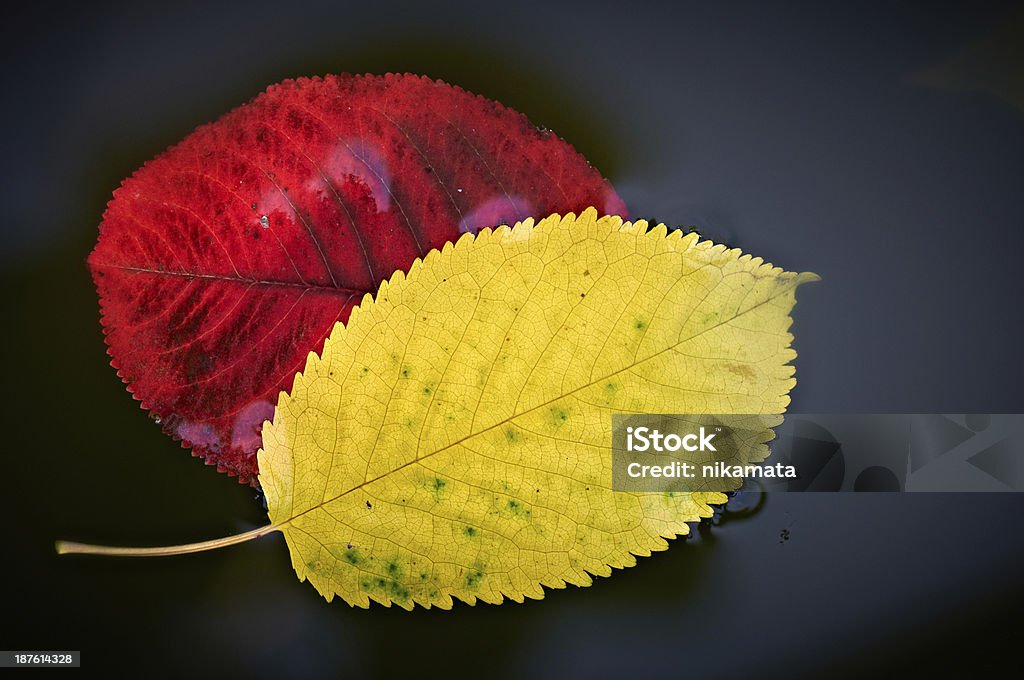 Jesienią liście w wodzie - Zbiór zdjęć royalty-free (Bliskie zbliżenie)