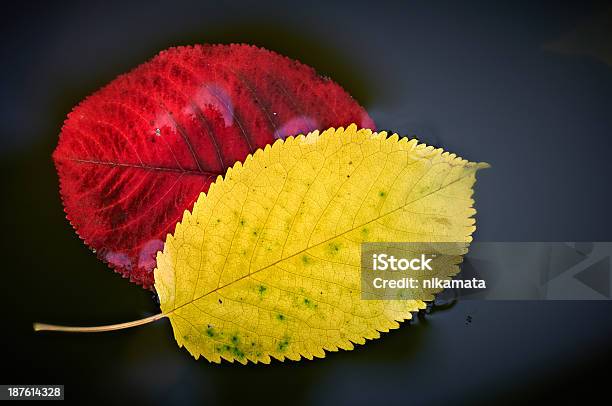 Jesienią Liście W Wodzie - zdjęcia stockowe i więcej obrazów Bliskie zbliżenie - Bliskie zbliżenie, Czerwony, Fotografika