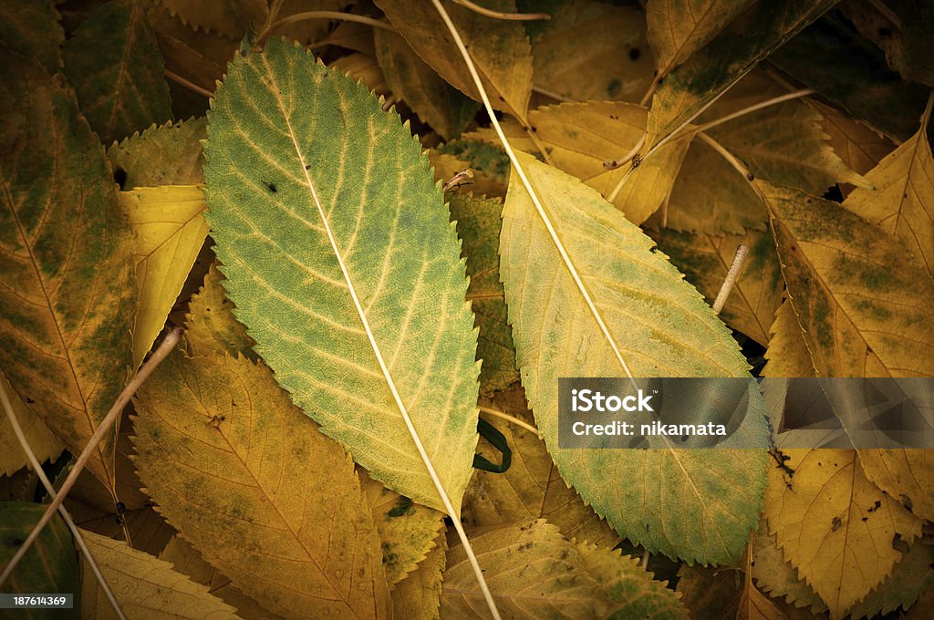 Foglie d'autunno - Foto stock royalty-free di Ambientazione esterna