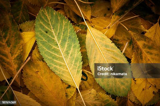 Jesienne Liście - zdjęcia stockowe i więcej obrazów Bez ludzi - Bez ludzi, Bliskie zbliżenie, Brązowy