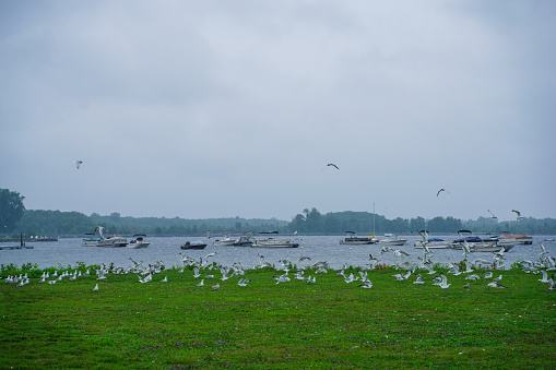 Seagulls gather on a small island in the middle of a pond, taken in Maple Grove, Minnesota