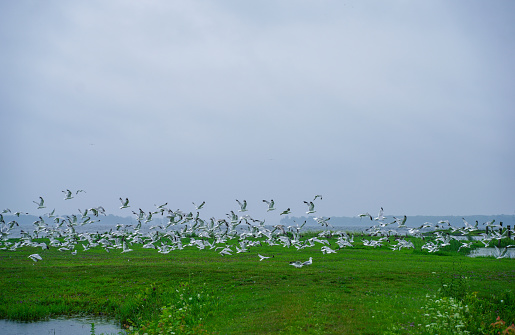 Seagulls gather on a small island in the middle of a pond, taken in Maple Grove, Minnesota