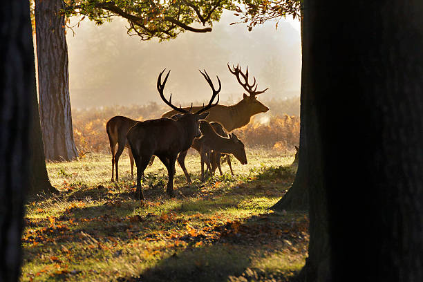 istock Red deer herd in oak woodland with two stags 187616147