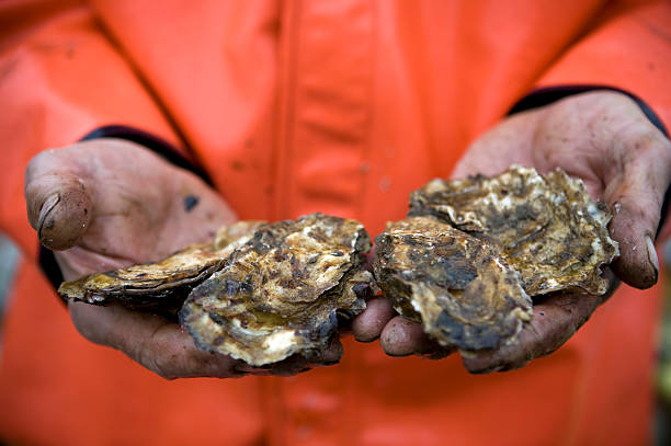 マガキアクアカルチャーアラスカ - pacific oyster ストックフォトと画像