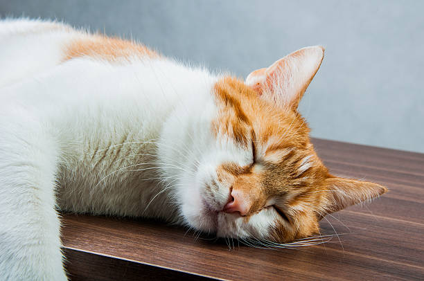 istock Sweet cute cat in home 187616701