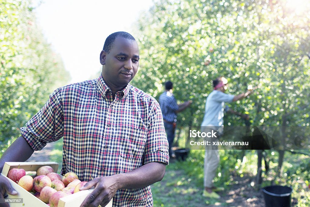 Africano trabalhando na orchard - Foto de stock de Colheiteiro de Frutas royalty-free