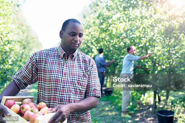 Foto de Africano Trabalhando Na Orchard e mais fotos de stock de Colheiteiro de Frutas - Colheiteiro de Frutas, Pomar de Macieiras, Homens