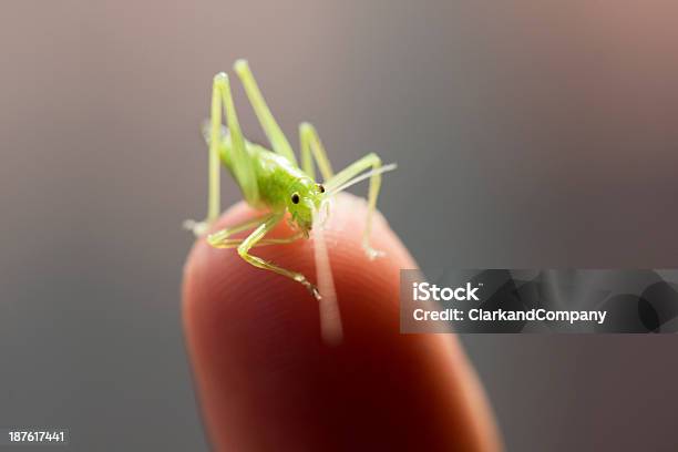 Saltamontes Joven Descansando En El Bebé Mano Foto de stock y más banco de imágenes de Animal - Animal, Animales salvajes, Antena - Parte del cuerpo animal