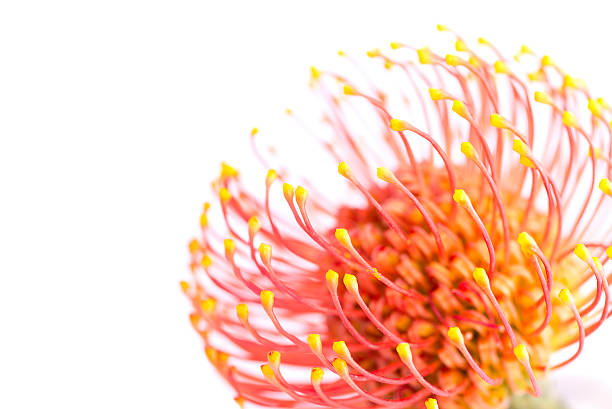 Vivid flower of leucospermum