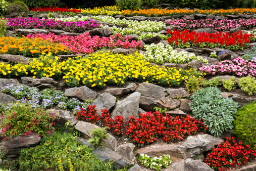 Colorful rock garden with a wide variety of plants.