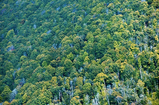 A background of a forest of Silver Beech, Rimu & Podocarp trees. Taken in the Kahurangi National Park of New Zealand's South Island.