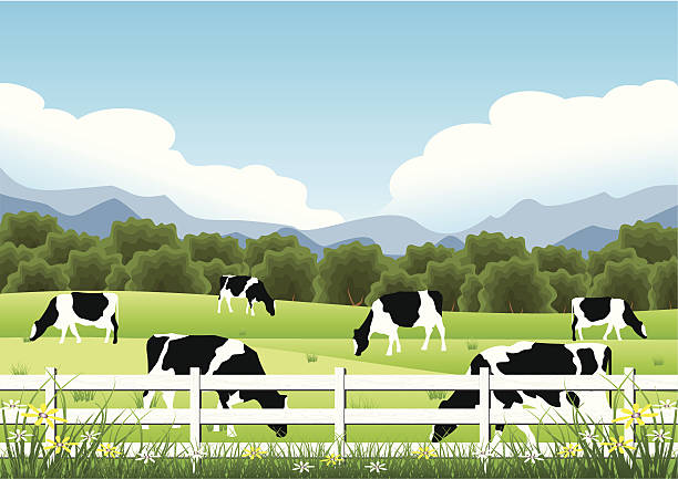 Idyllic Farm Scene Holstein Cattle  in a Field. rolling landscape stock illustrations