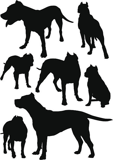 silhouettes of fighting dogs Staffordshire Terrier vector shilouette mean dog stock illustrations