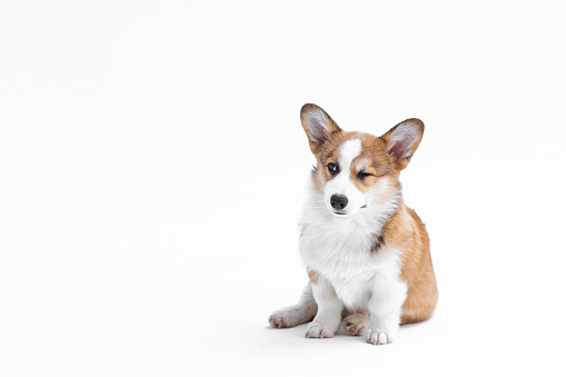 Little Pembroke Welsh Corgi puppy sits and winks. Isolated on white background. Happy little dog. Concept of care, animal life, health, show, dog breed