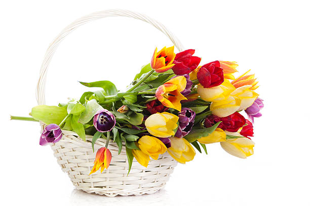 istock Basket of  Tulips isolated on white background. 187621574