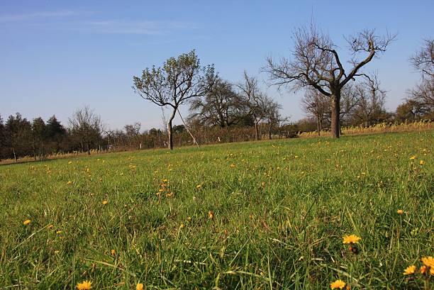 meadow cheia de flores amarelas - stütze - fotografias e filmes do acervo