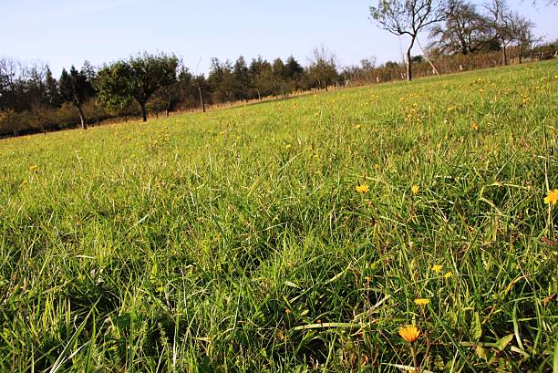 meadow pieno di fiori gialli - stütze foto e immagini stock