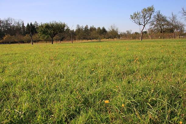 meadow cheia de flores amarelas - stütze - fotografias e filmes do acervo