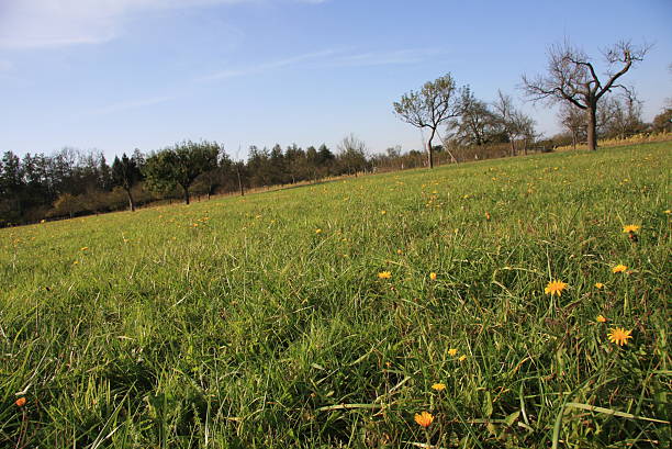 meadow cheia de flores amarelas - stütze - fotografias e filmes do acervo