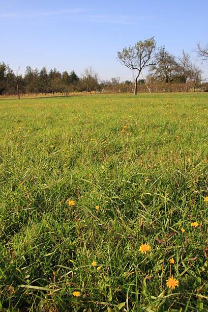 meadow pieno di fiori gialli - stütze foto e immagini stock