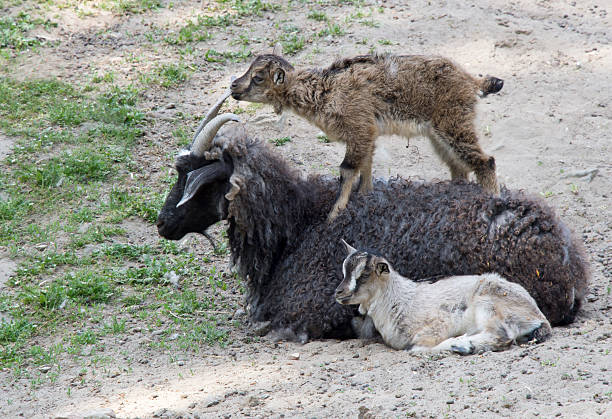 istock Goat with playful kids 187624929