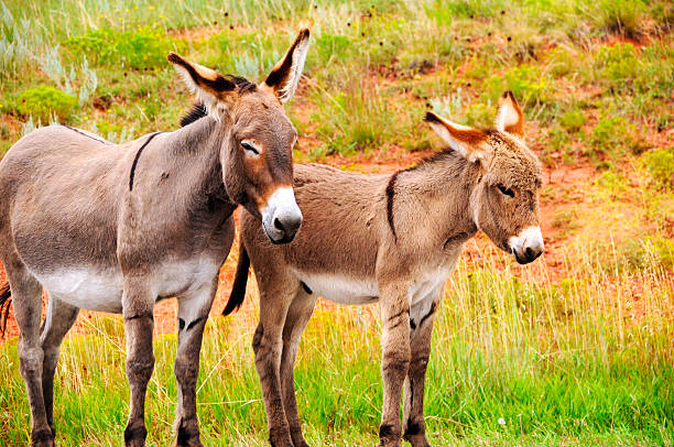 istock Mother and Baby Burro 187625091