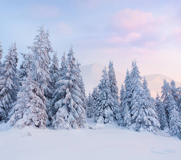 istock Trees in mountainous winter landscape at sunrise 187625324