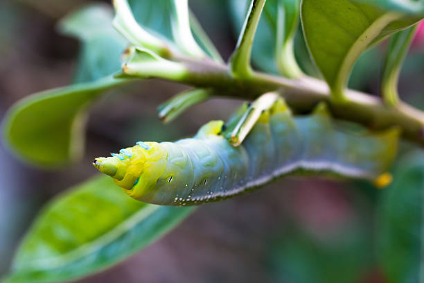 istock the green caterpillars on a branch 187625471