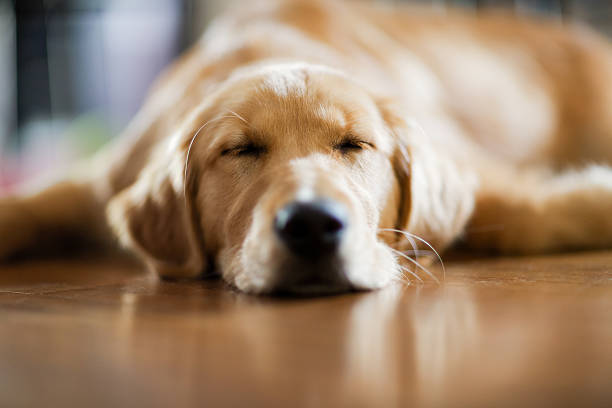 istock Golden retriever pull my sleeping with its head on the floor 187625626