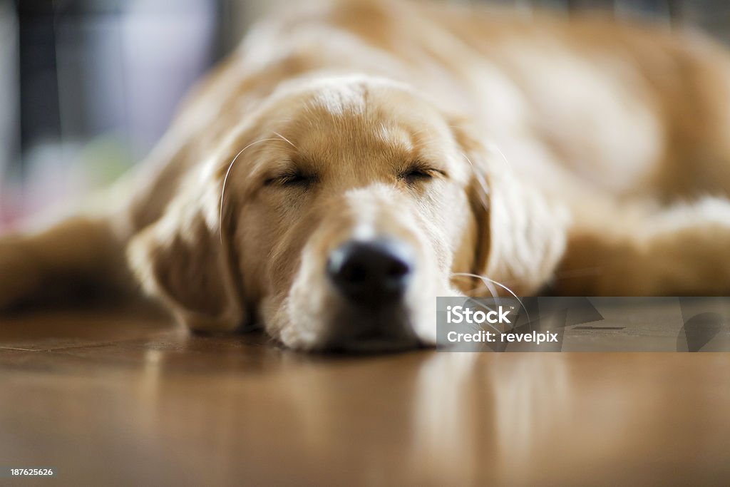 Golden retriever pull my sleeping with its head on the floor a 5 month old puppy sleeping on a hardwood floor. shallow depth of field. focus on eyes Animal Stock Photo