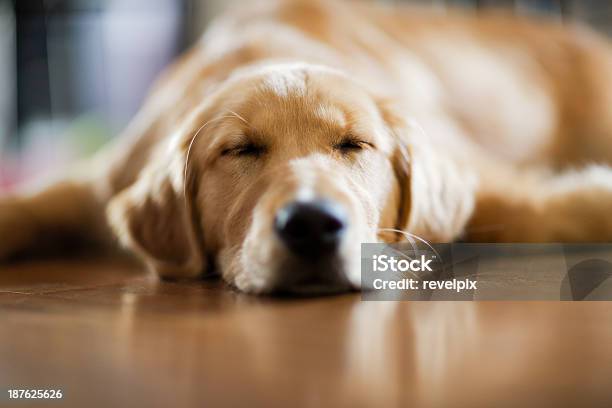 Golden Retriever Pull My Sleeping With Its Head On The Floor Stock Photo - Download Image Now