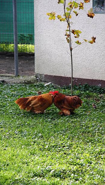 deux amoureux cocks - tierhaltung photos et images de collection