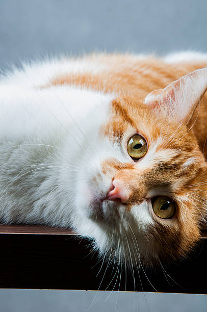 istock Cute, sweet cat in home 187627122