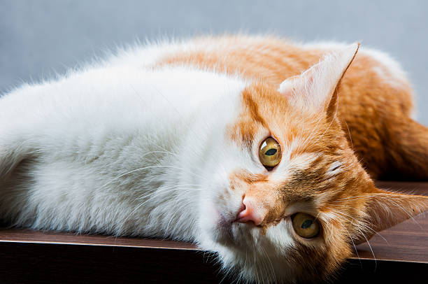 istock Cute, sweet cat in home 187627127