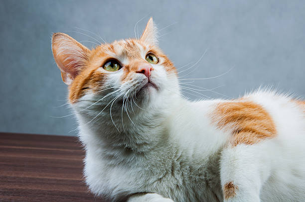 istock Cute, sweet cat in home 187627147