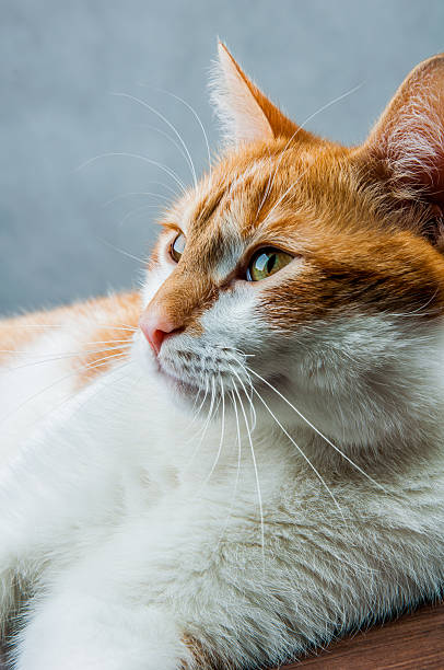 istock Funny beautiful, domestic cat 187627154