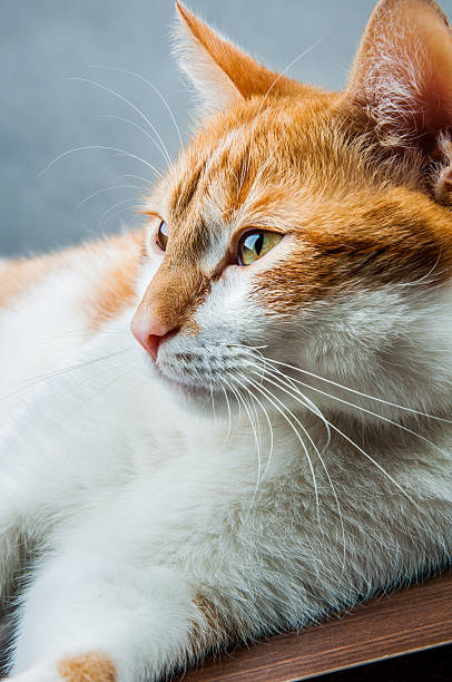 istock Funny beautiful, domestic cat 187627166