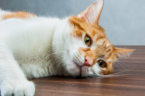 Funny beautiful, domestic cat
