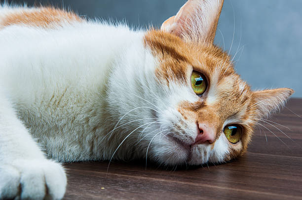 istock Funny beautiful, domestic cat 187627239